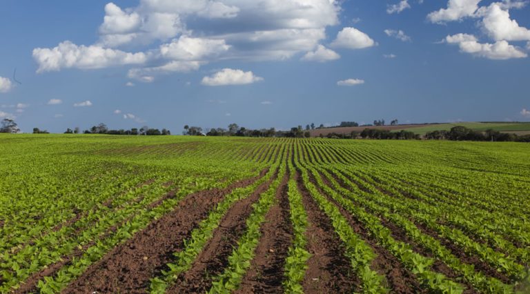 BASICS OF PEANUT FARMING TYPES USES visual data 3